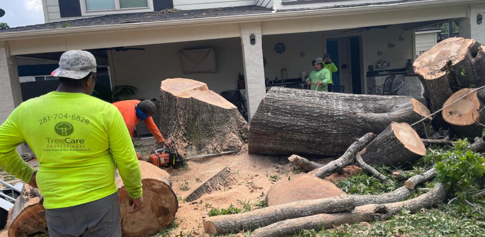 Tree Removal Service Houston, TX | Tree Care Professional